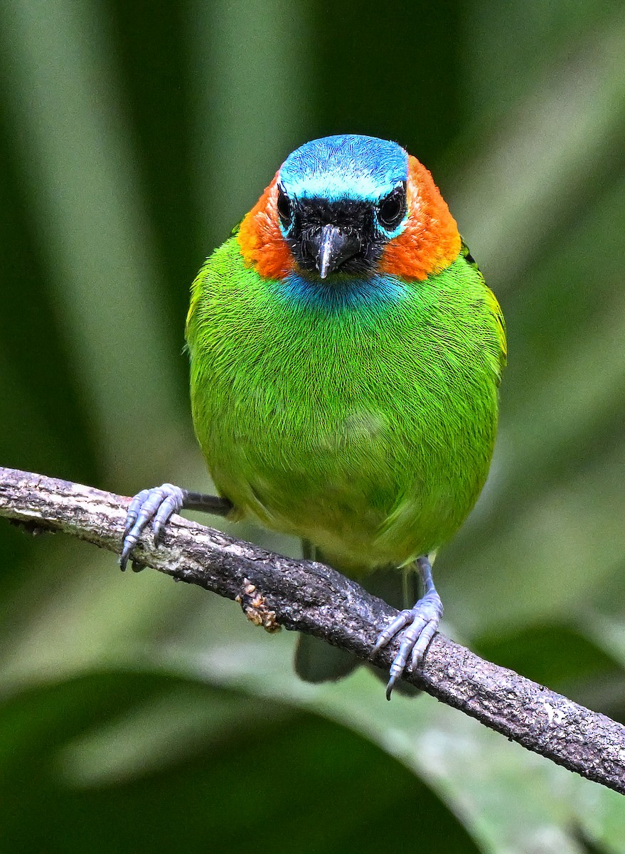 Red-necked Tanager - ML643397848