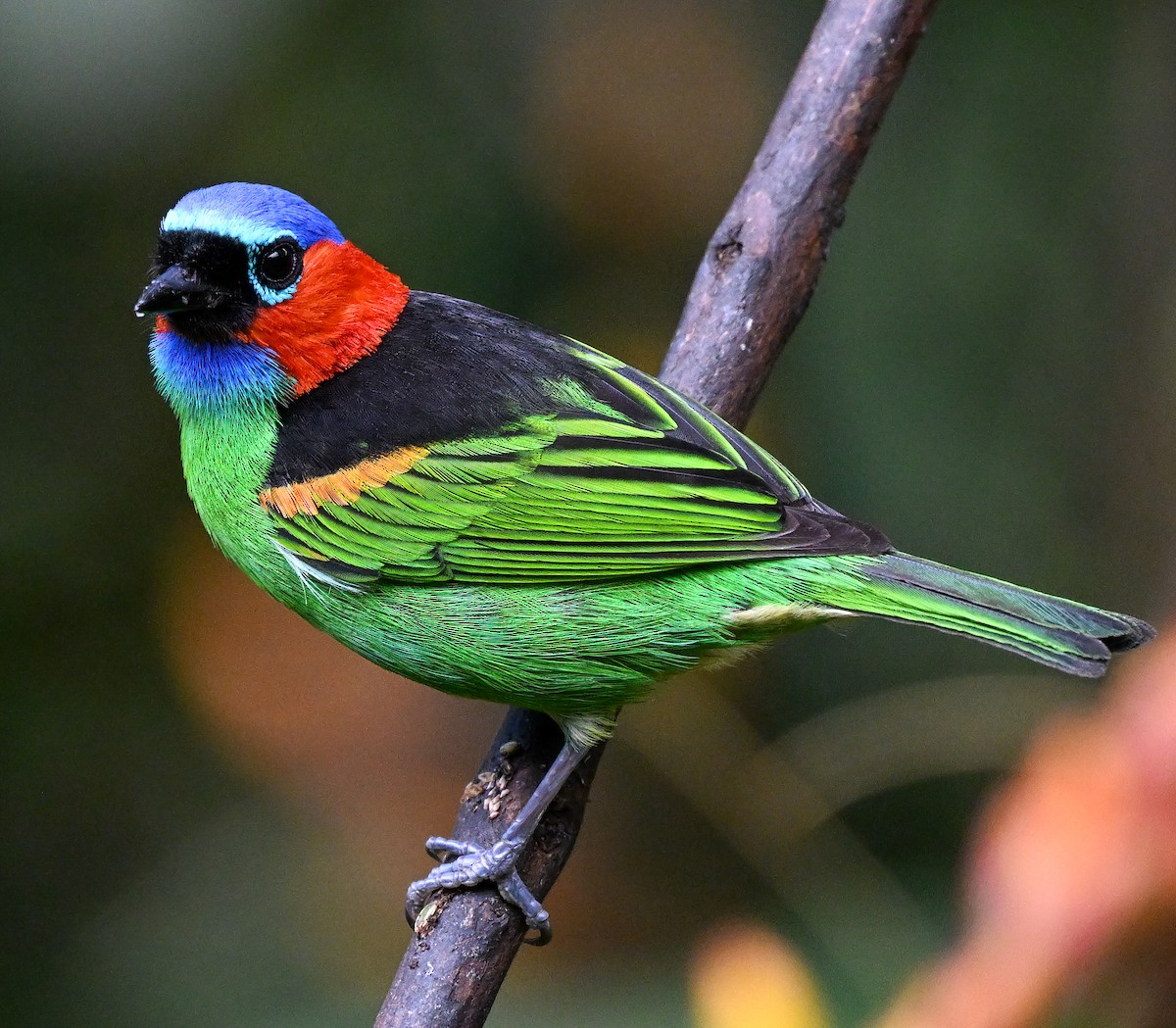 Red-necked Tanager - ML643397850