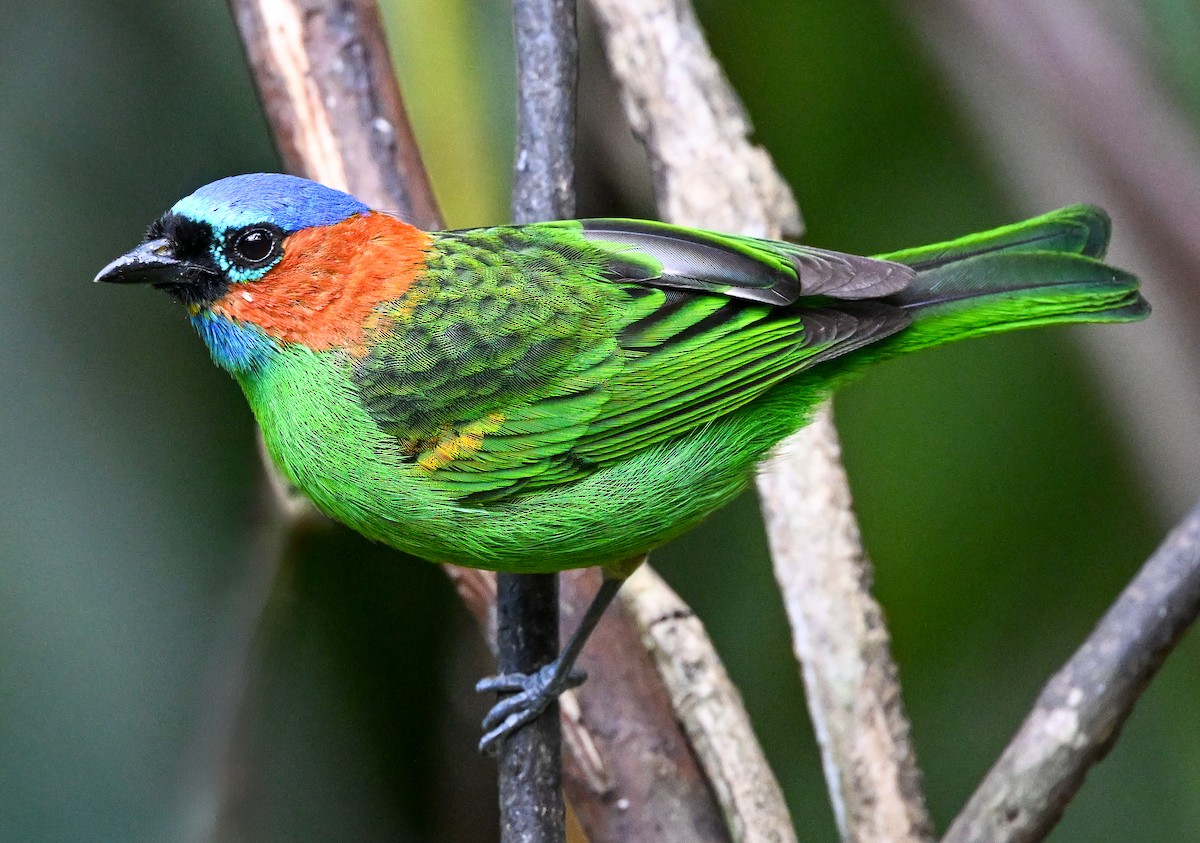 Red-necked Tanager - ML643397851