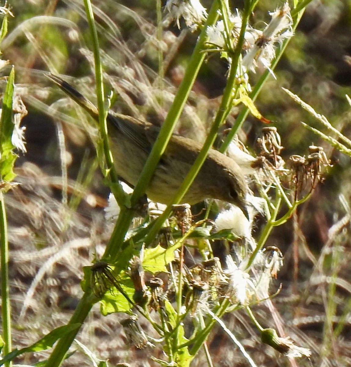 Palm Warbler - ML643397853