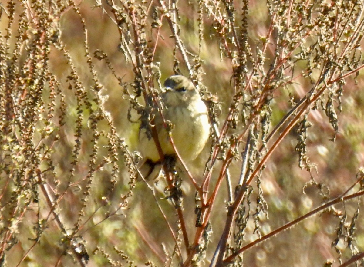 Palm Warbler - ML643397854