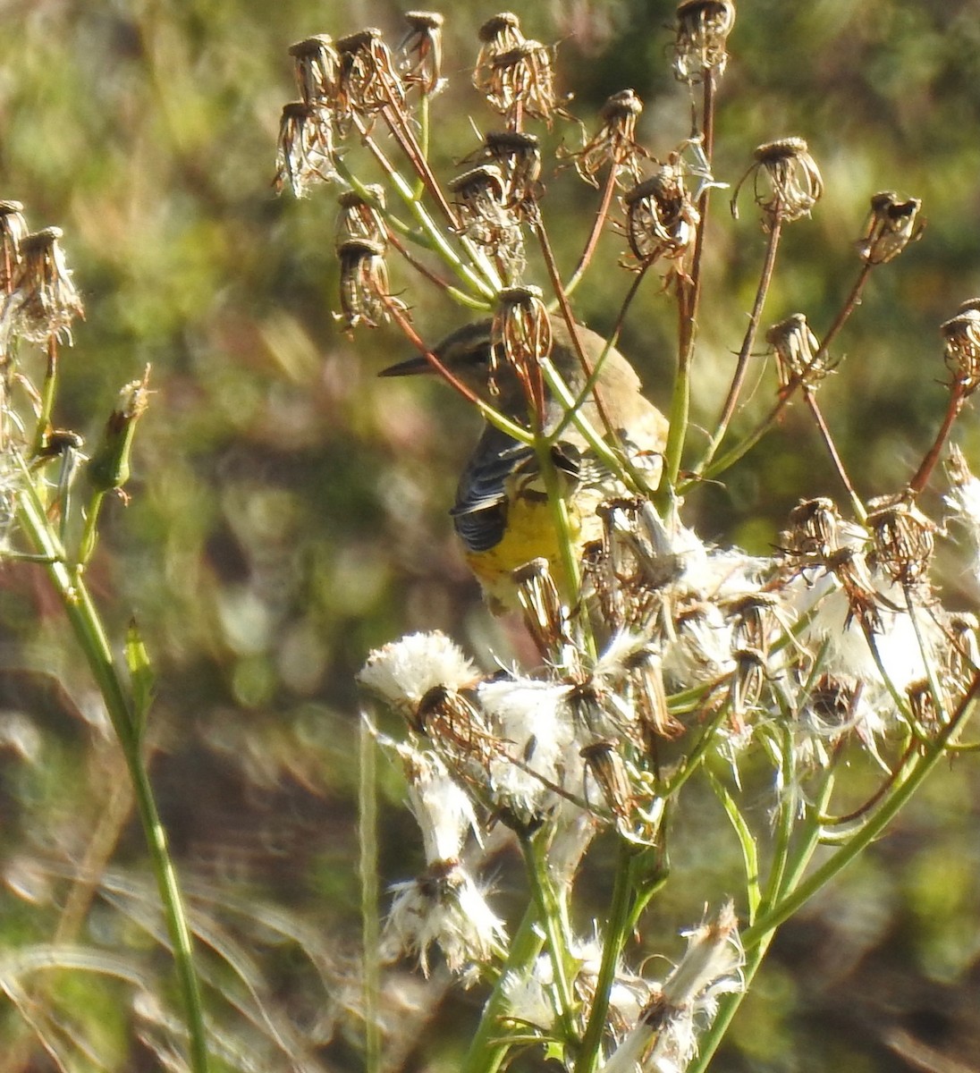 Palm Warbler - ML643397855