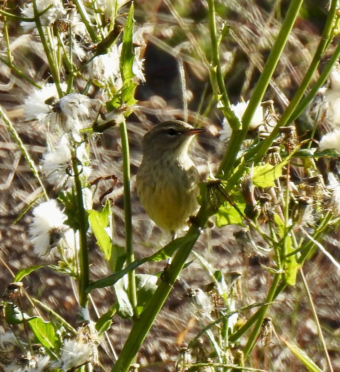 Palm Warbler - ML643397856