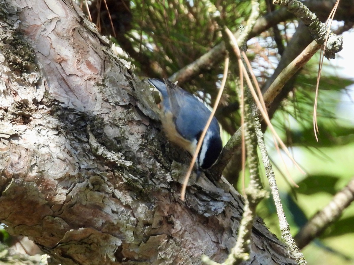 Red-breasted Nuthatch - ML643397868