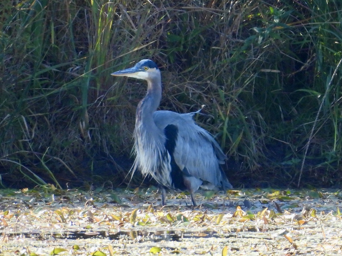 Great Blue Heron - ML643397874