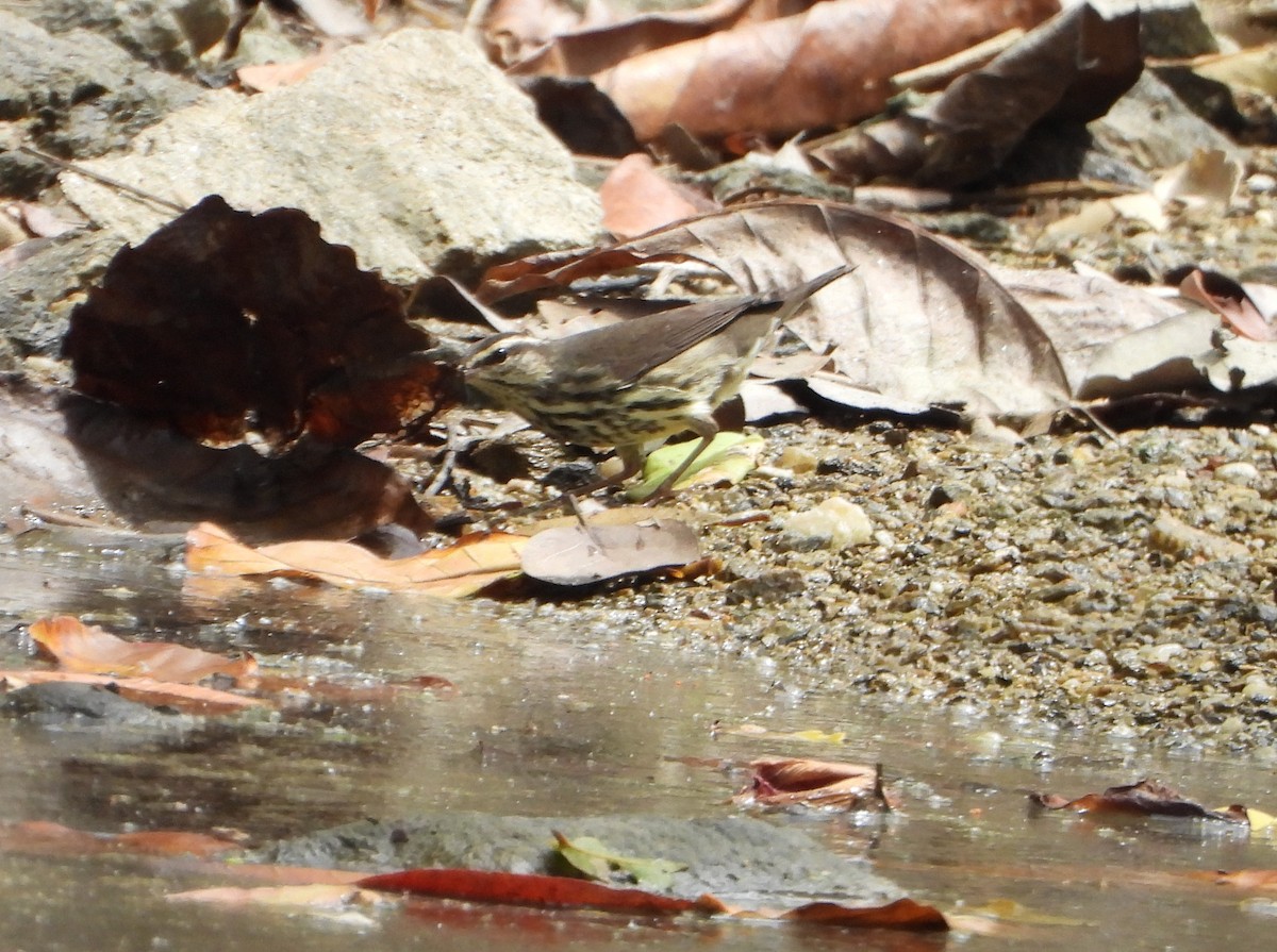 Northern Waterthrush - ML643397877