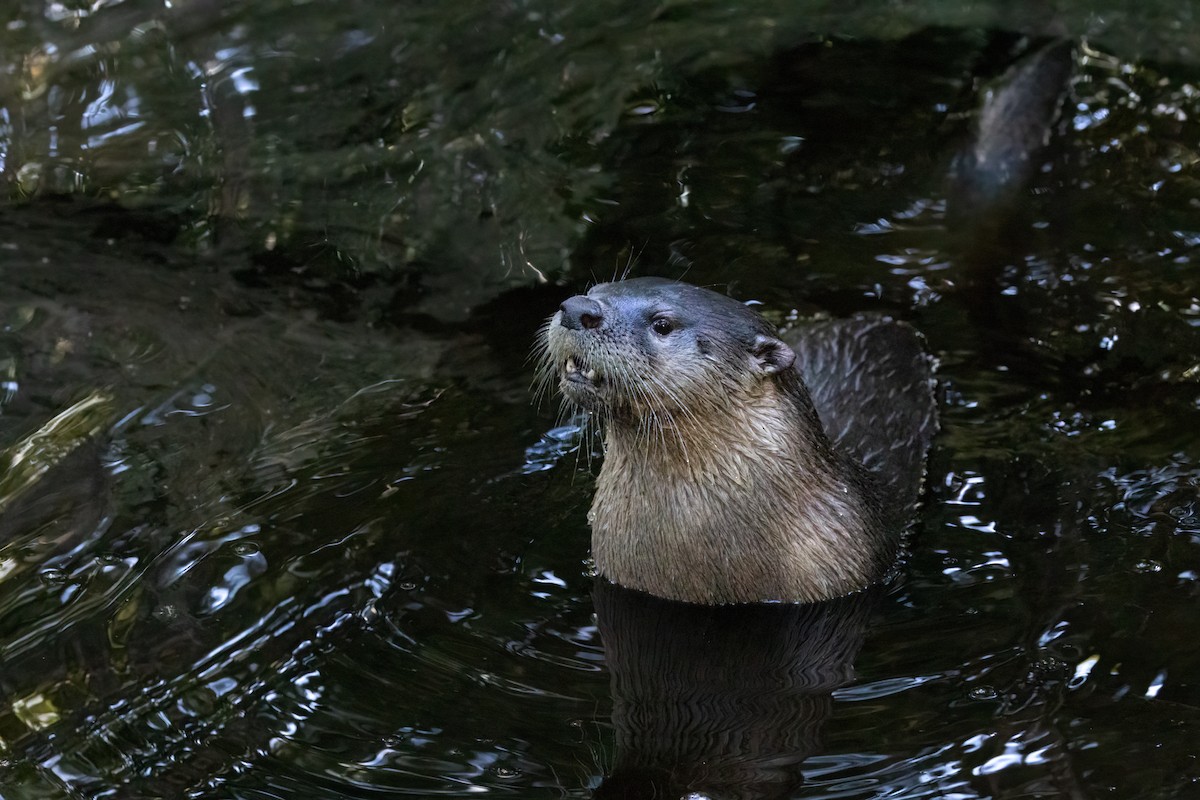 Lontra canadese - ML643397881