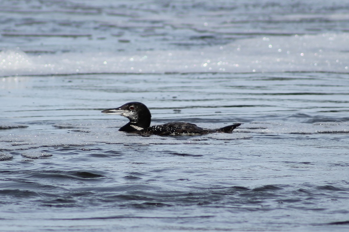 Common Loon - ML643397949