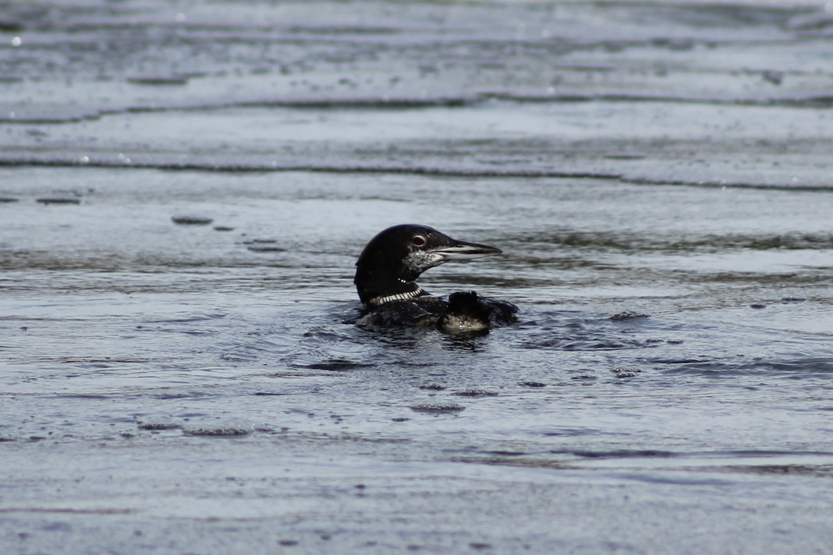 Common Loon - ML643397950