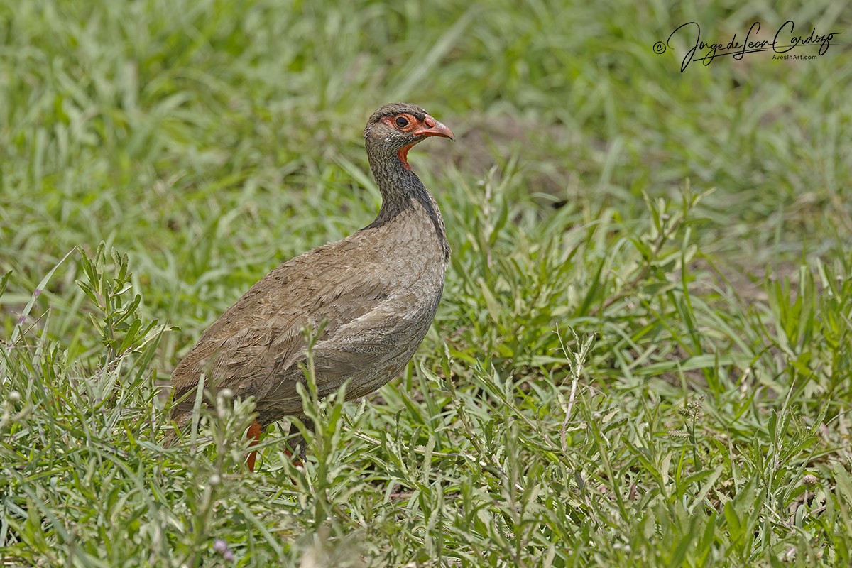 Francolin à gorge rouge - ML643397970