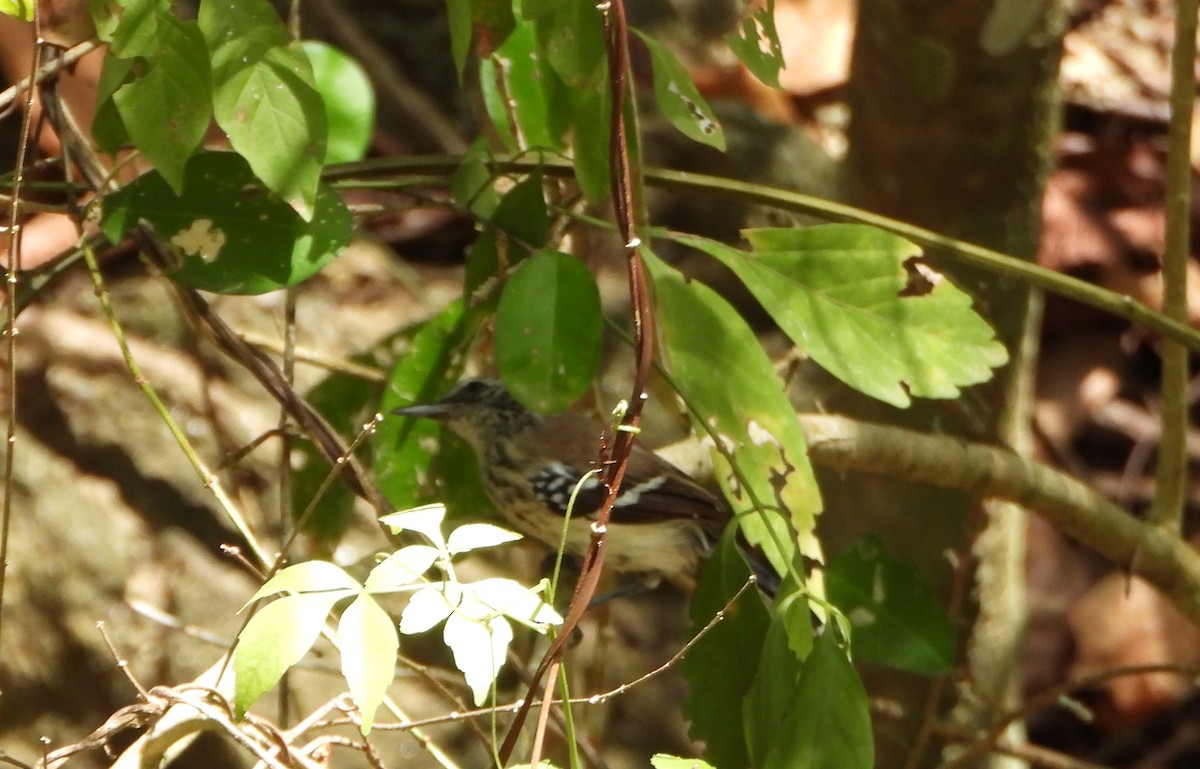 Northern White-fringed Antwren - ML643397971