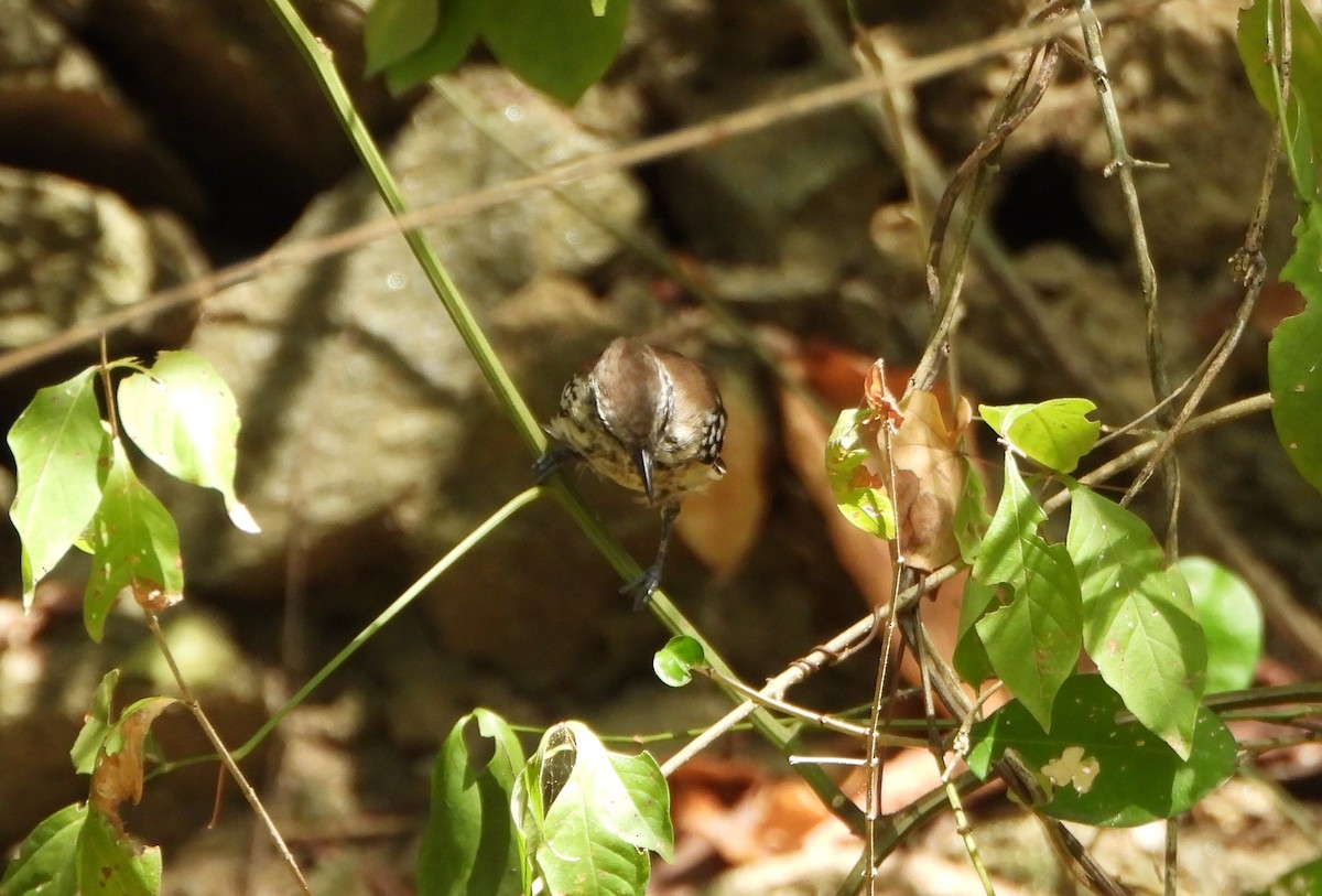 Northern White-fringed Antwren - ML643397972