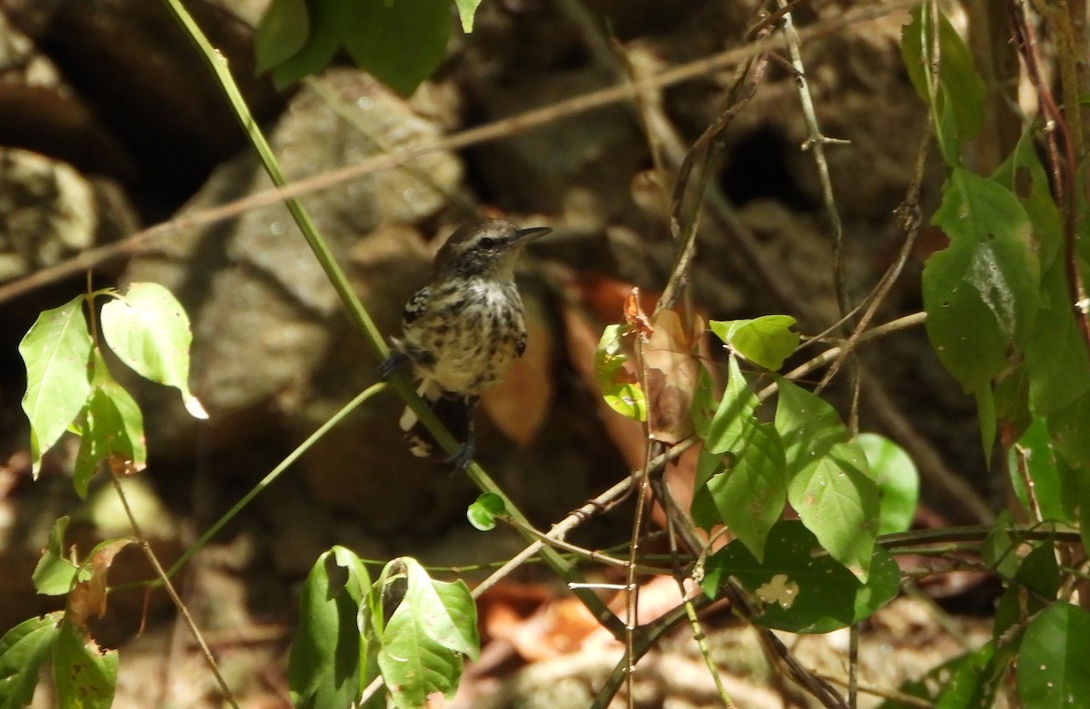 Northern White-fringed Antwren - ML643397973