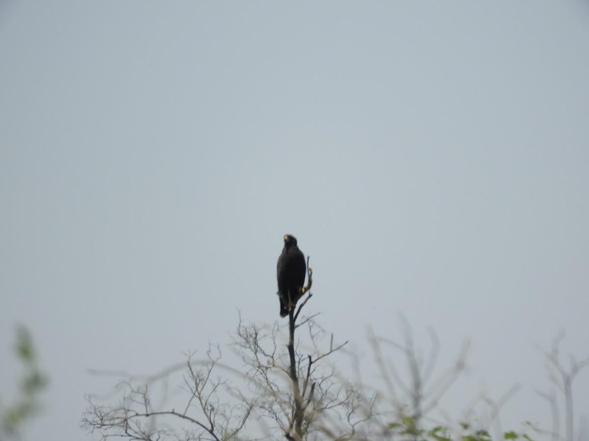 Great Black Hawk - ML643397974