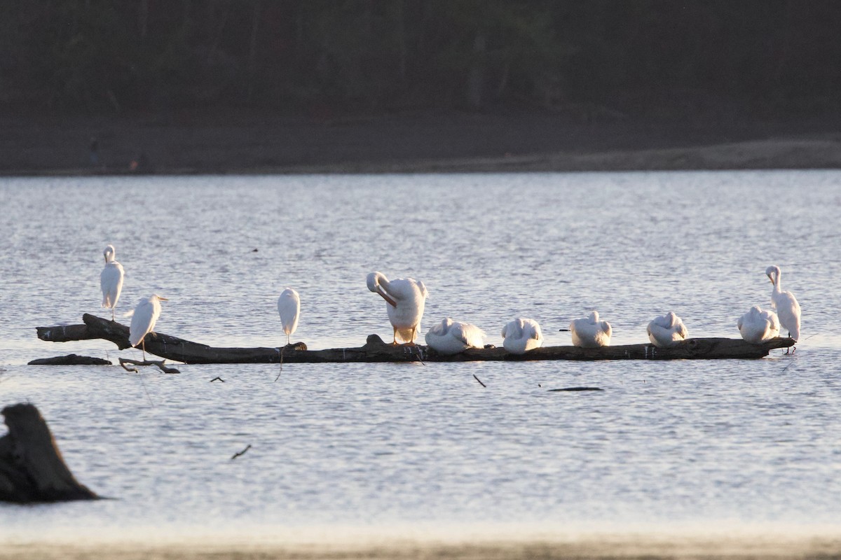 American White Pelican - ML643397980