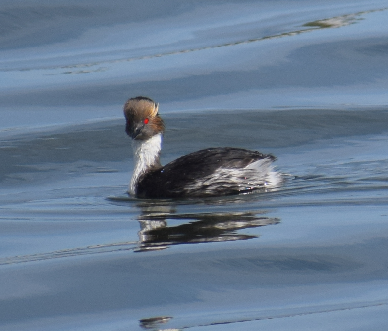 Silvery Grebe - ML643397982