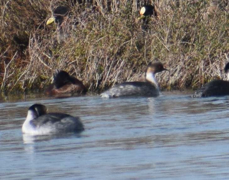 Silvery Grebe - ML643397983