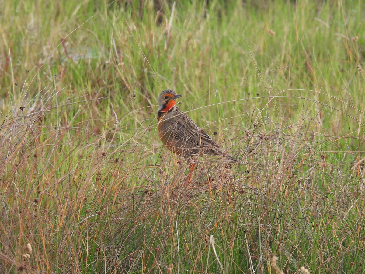 Капский шпорник - ML643397997
