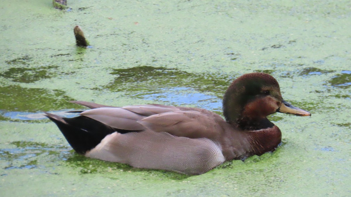 Gadwall x Mallard (hybrid) - ML643397998