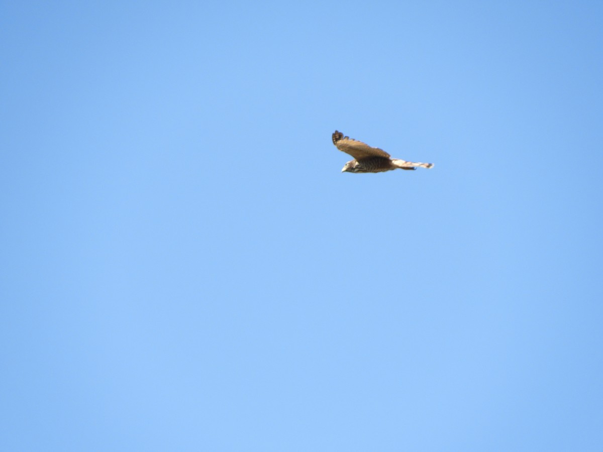 Roadside Hawk - ML643398006
