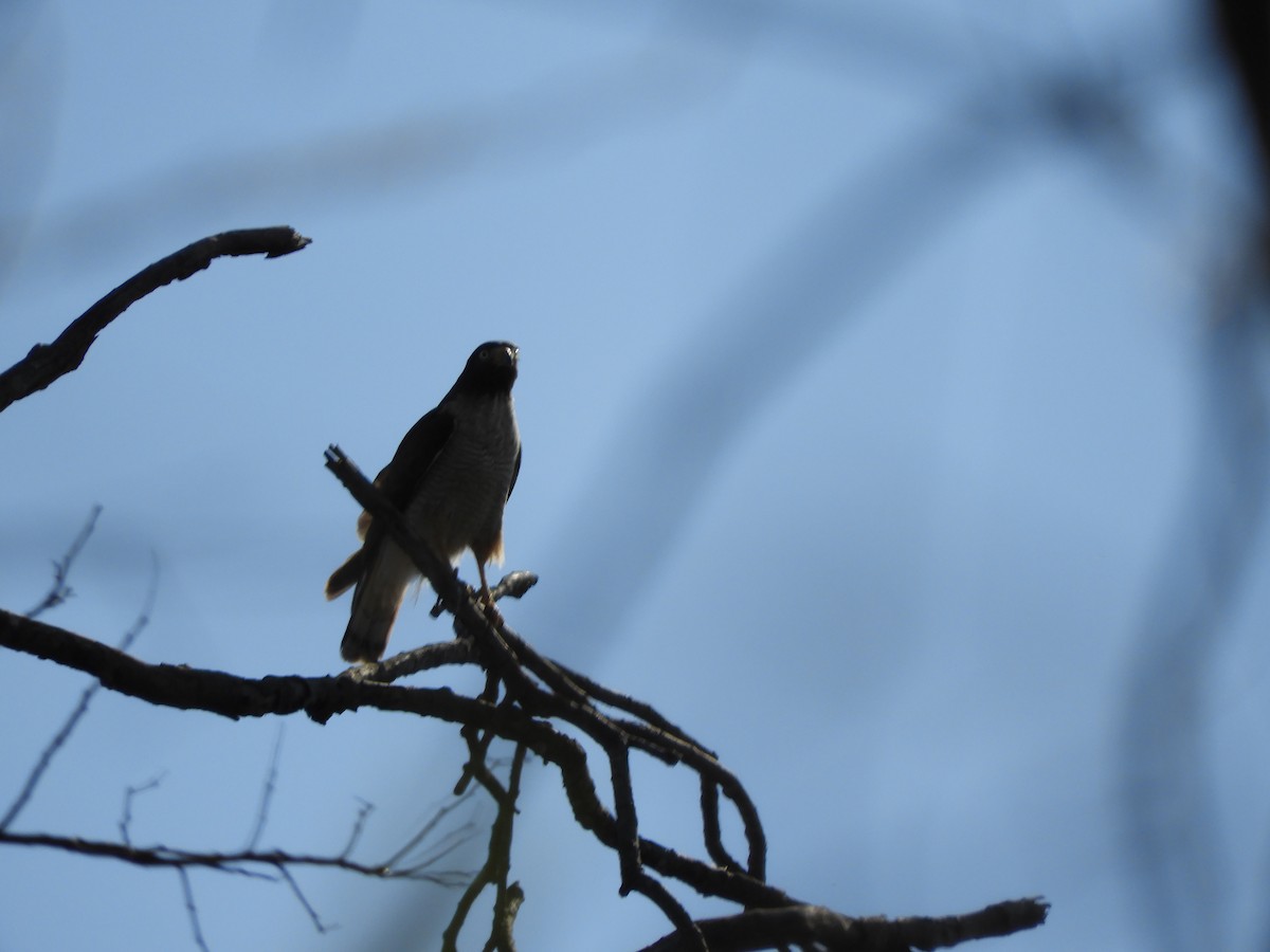 Roadside Hawk - ML643398007