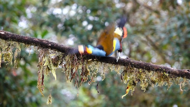 イタハシヤマオオハシ - ML643398011