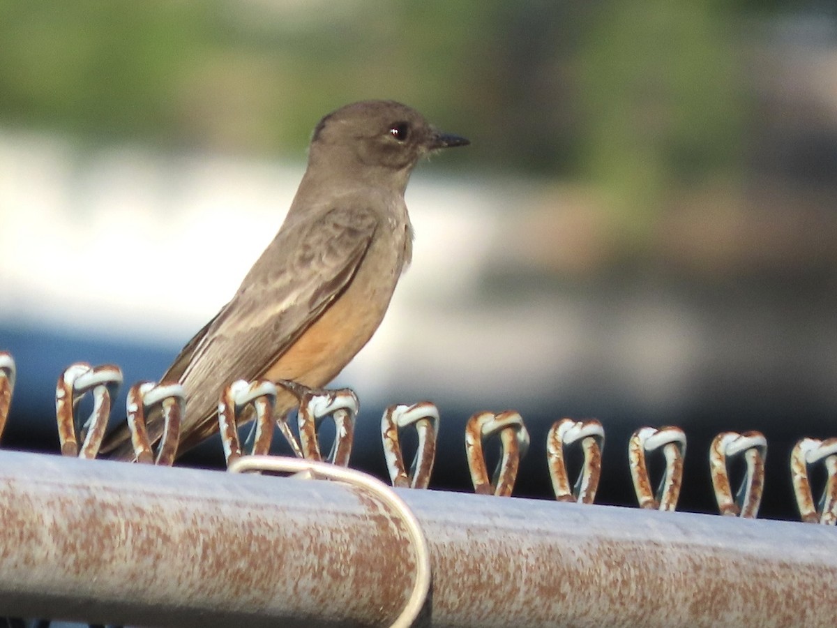 Say's Phoebe - ML643398015