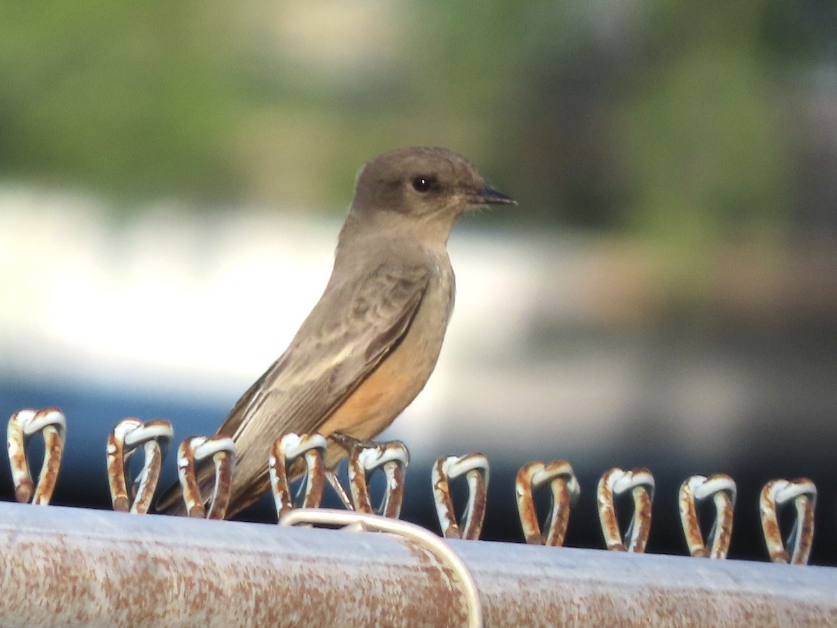 Say's Phoebe - ML643398016