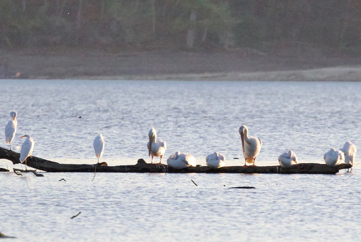 American White Pelican - ML643398050