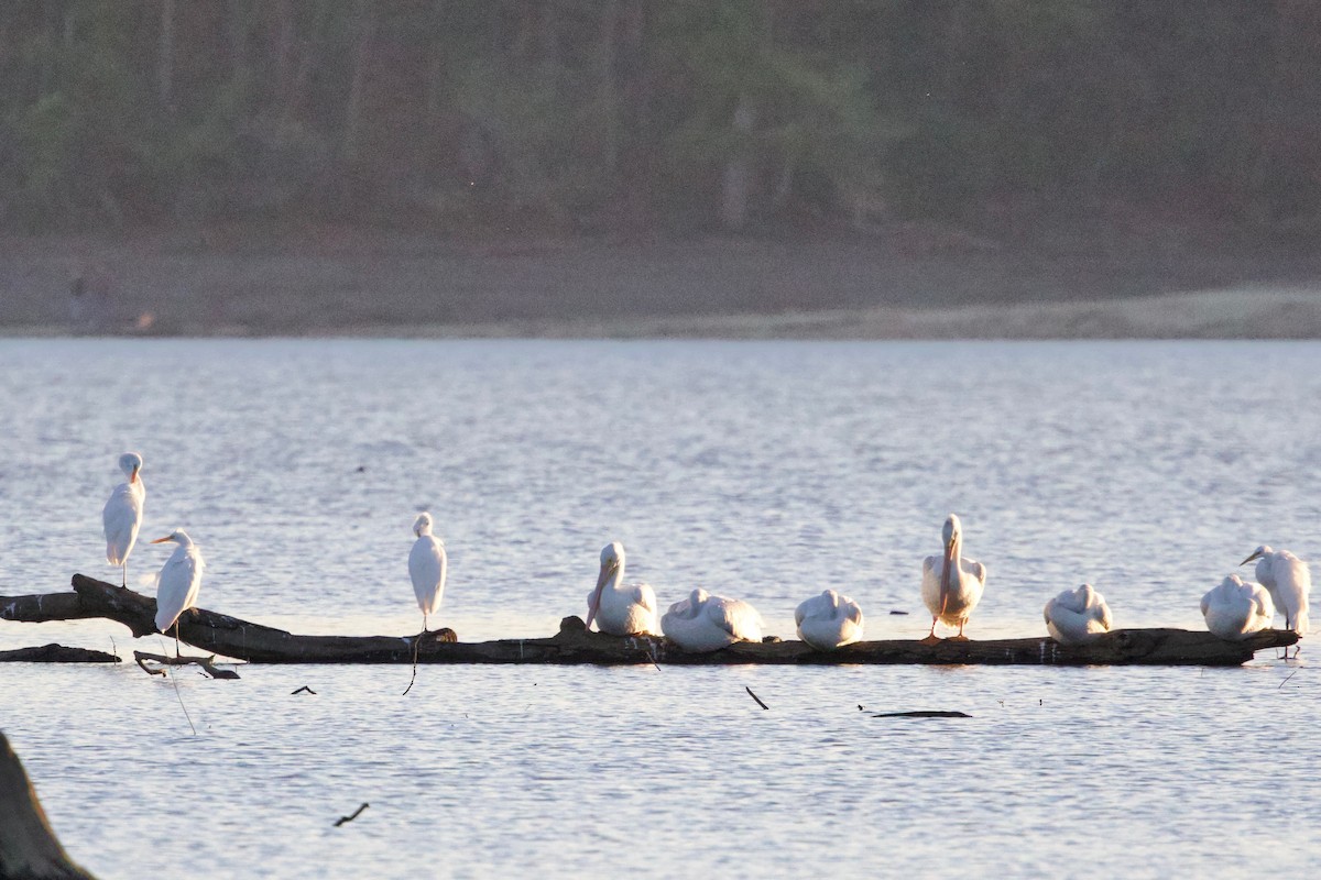 American White Pelican - ML643398051