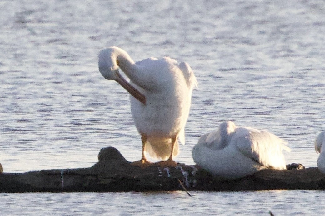 American White Pelican - ML643398052