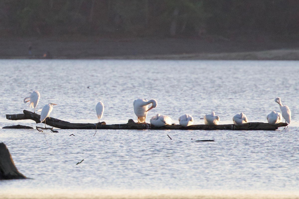 American White Pelican - ML643398053