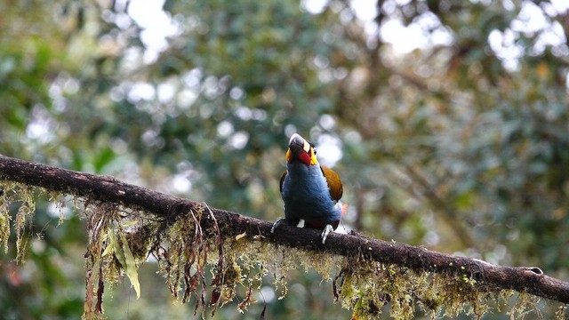 イタハシヤマオオハシ - ML643398055