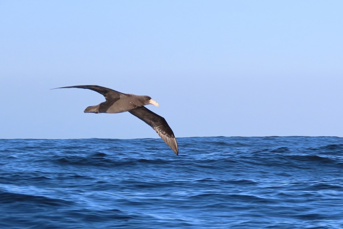 Southern Giant-Petrel - ML643398071