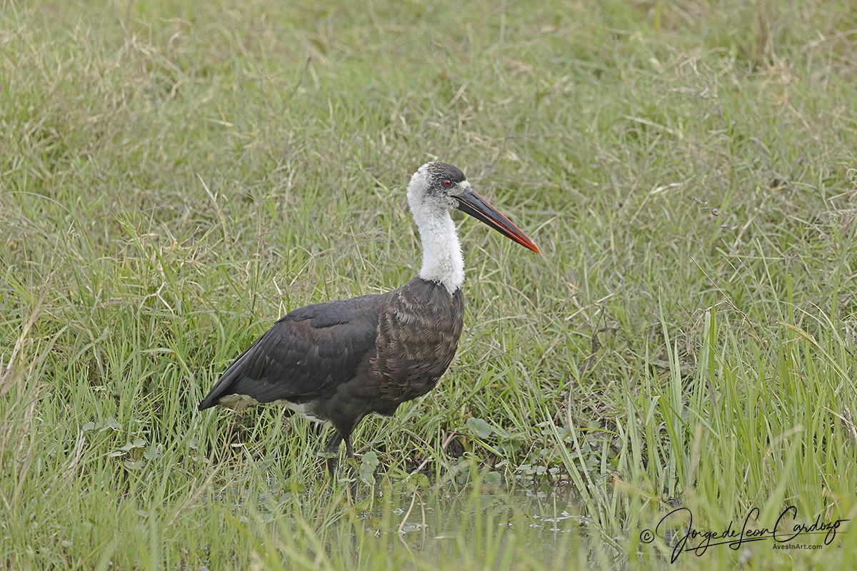 dunhalsstork - ML643398081