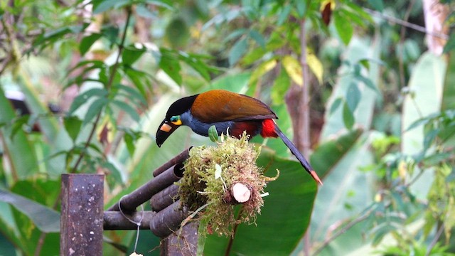 イタハシヤマオオハシ - ML643398087