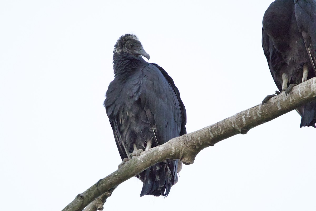 Black Vulture - ML643398092