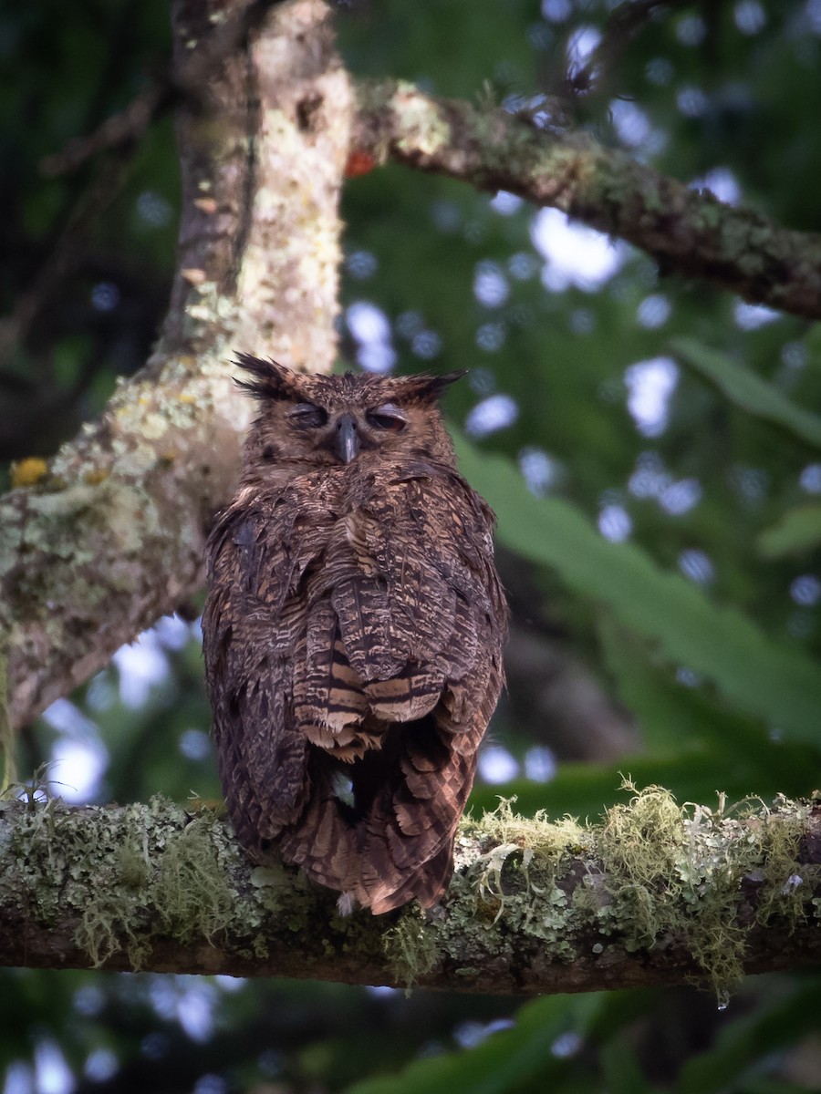 Great Horned Owl - ML643398102