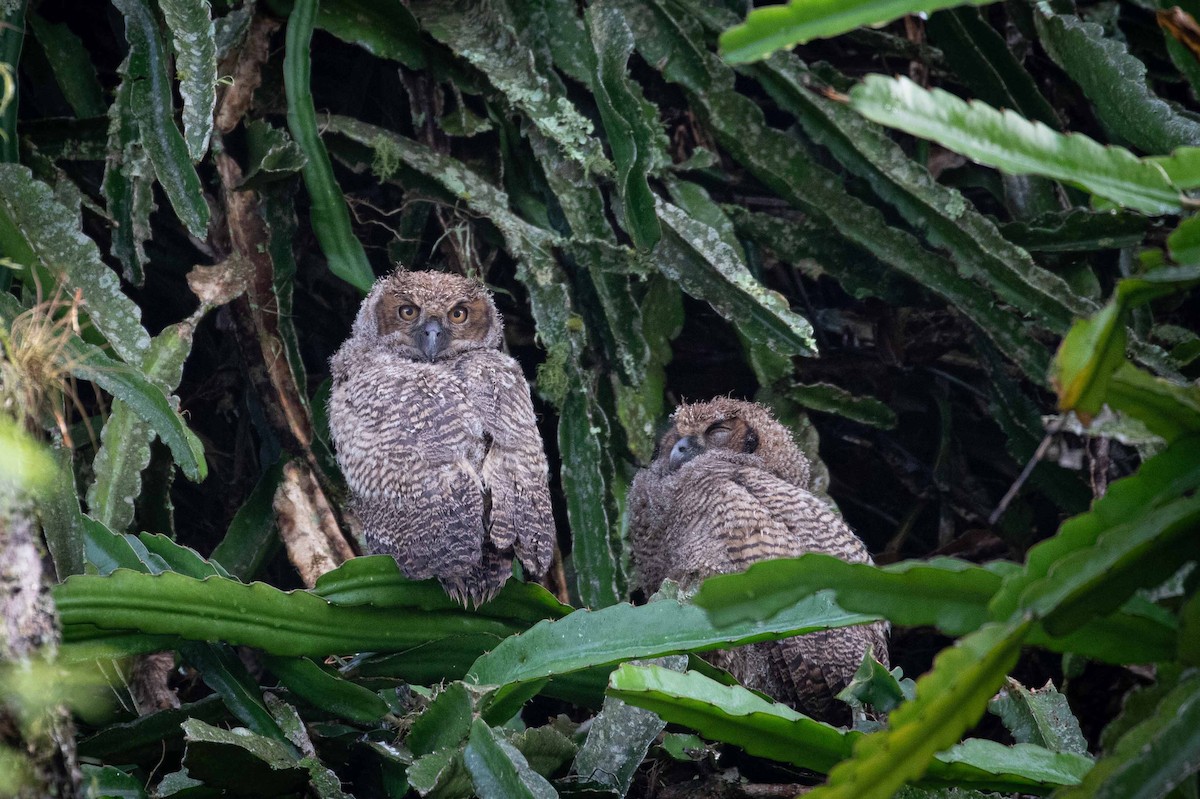 Great Horned Owl - ML643398103