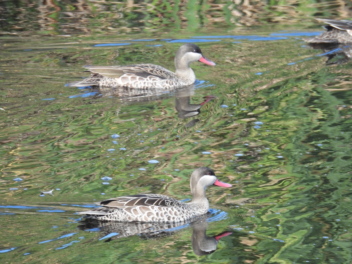 Red-billed Duck - ML643398108