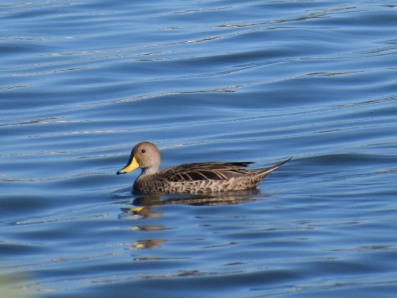 Yellow-billed Pintail - ML643398109
