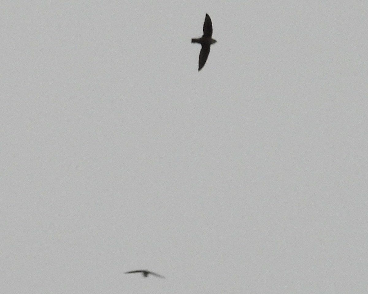 Chimney Swift - ML643398121