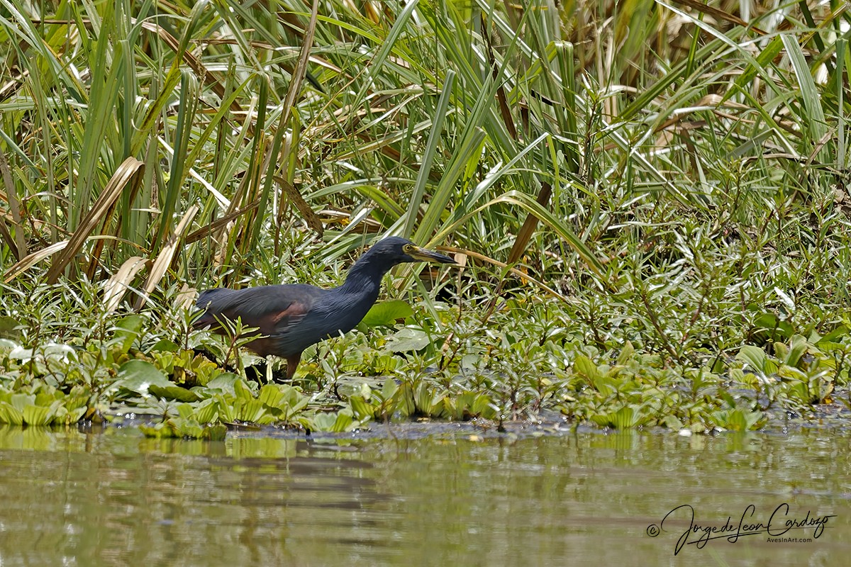 Rufous-bellied Heron - ML643398126