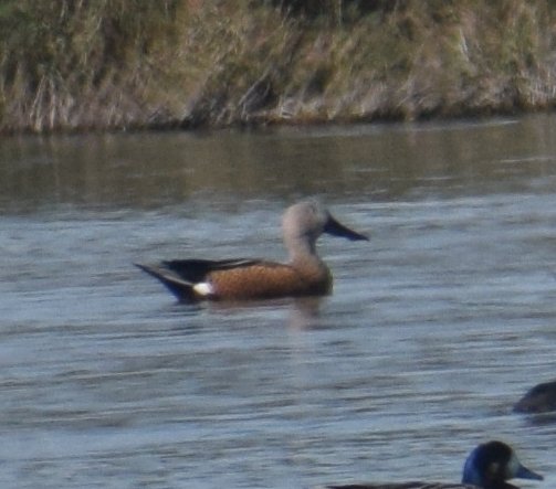 Red Shoveler - ML643398129