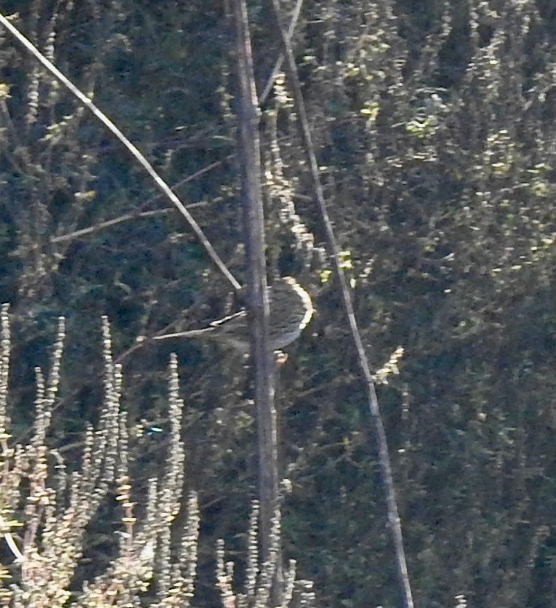 稀樹草鵐 - ML643398130