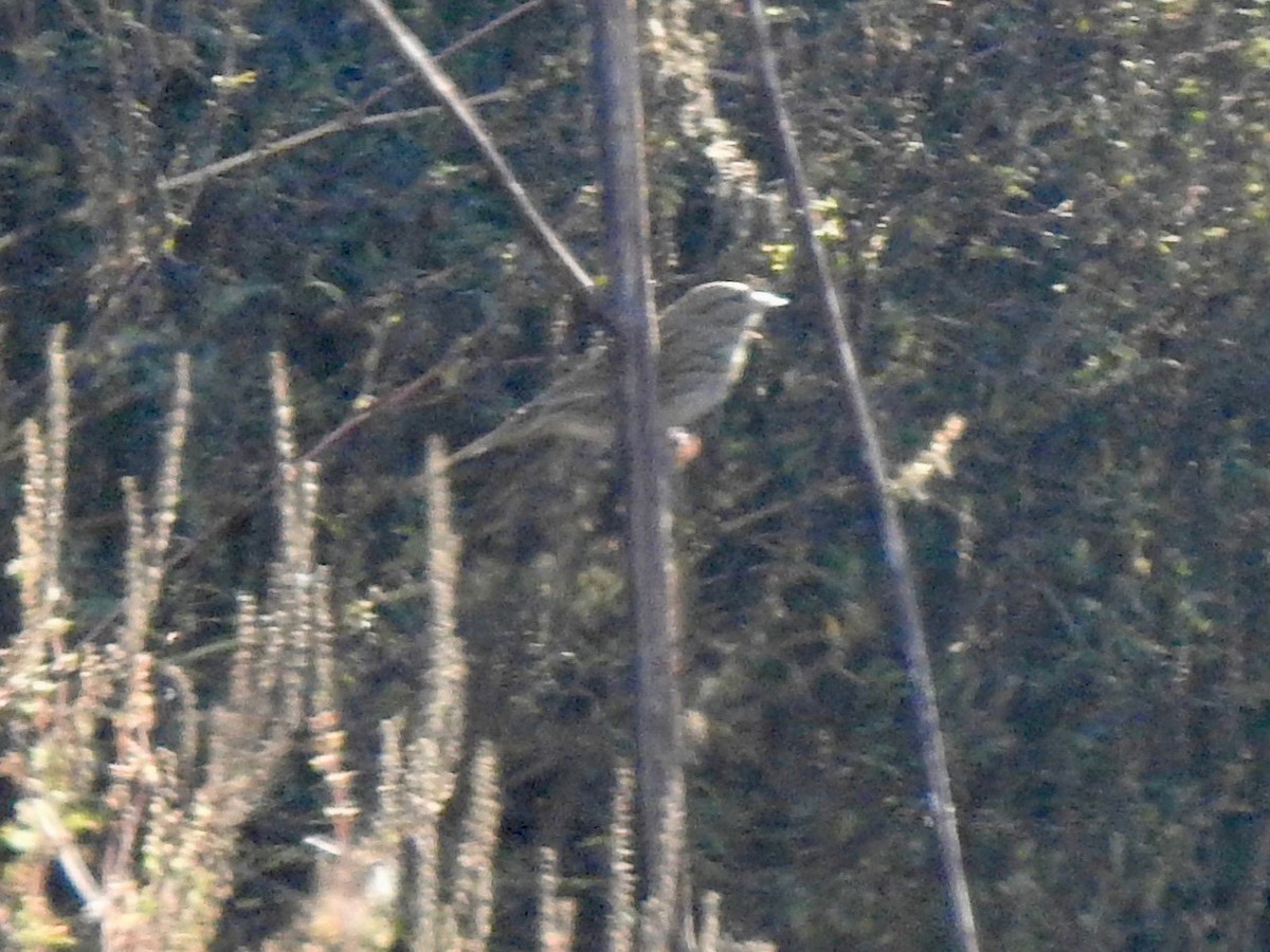 稀樹草鵐 - ML643398131