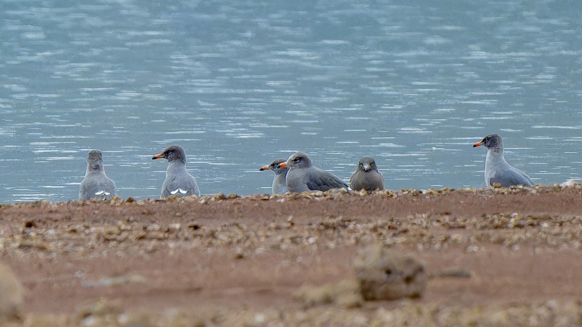 Heermann's Gull - ML643398132