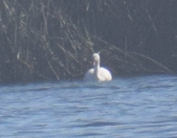 Coscoroba Swan - ML643398135