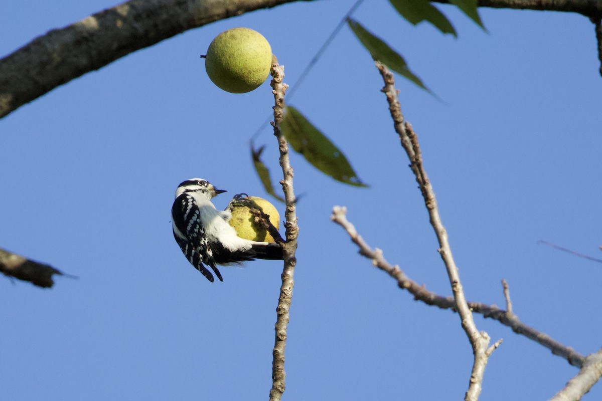 Downy Woodpecker - ML643398147