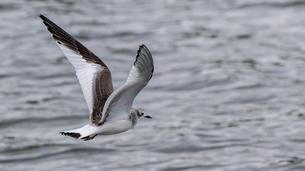 Sabine's Gull - ML643398148